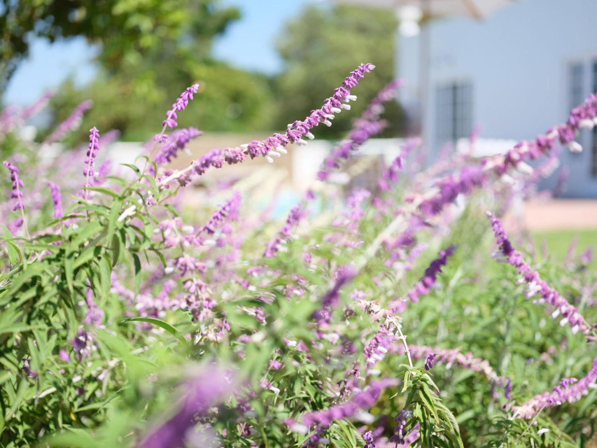 Adara Palmiet Valley Luxurious Boutique Farm Hotel Paarl Εξωτερικό φωτογραφία